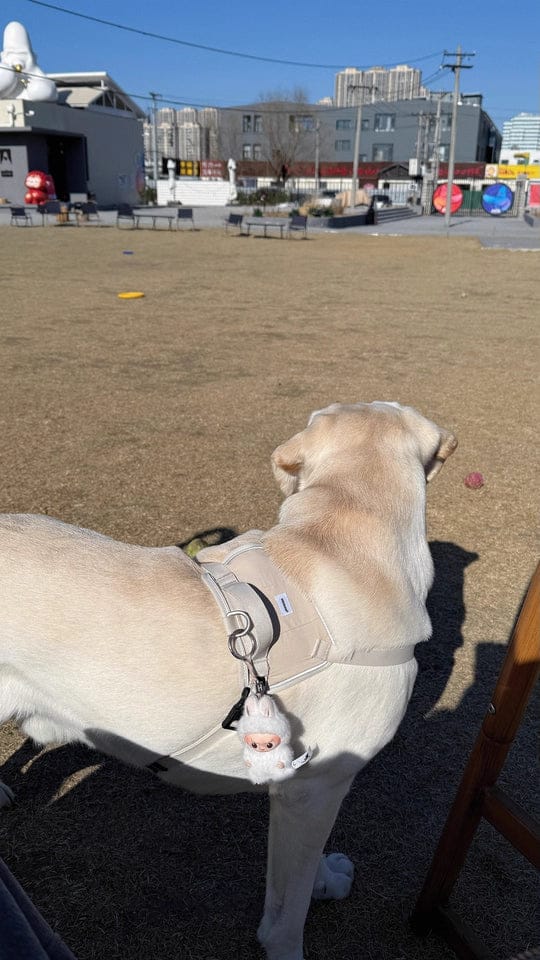 Customer photo review of Valora 2-Second Easy-Fit Harness with Anti-Choke Position-Limit & Locator Pocket