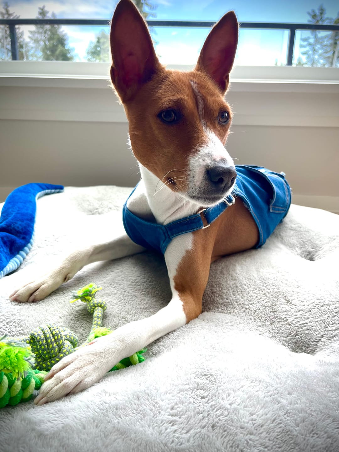 Customer photo review of 6 Inch Thick Bully Stick