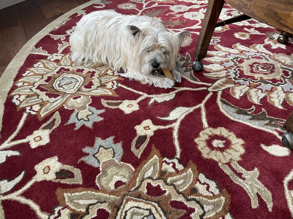 Customer photo review of Himalayan Yak Cheese Chew Dog Treat