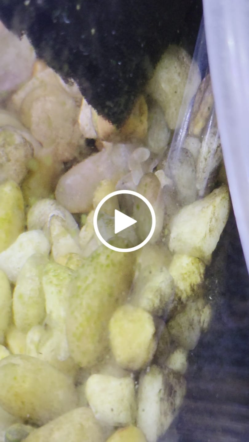 Customer video review of Freshwater Pom Pom Crab (Ptychognathus barbatus)