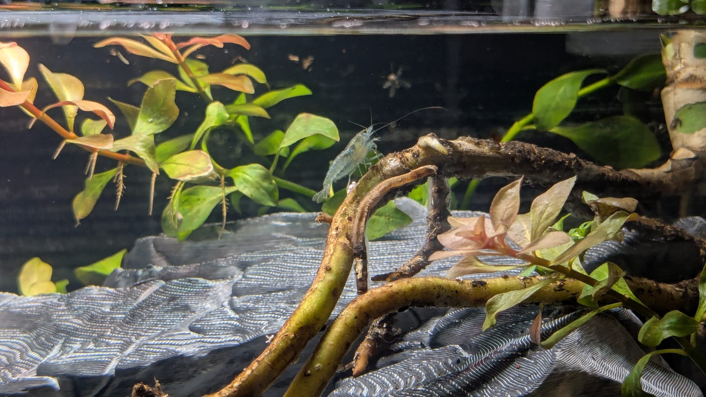 Customer photo review of Blue Velvet Shrimp