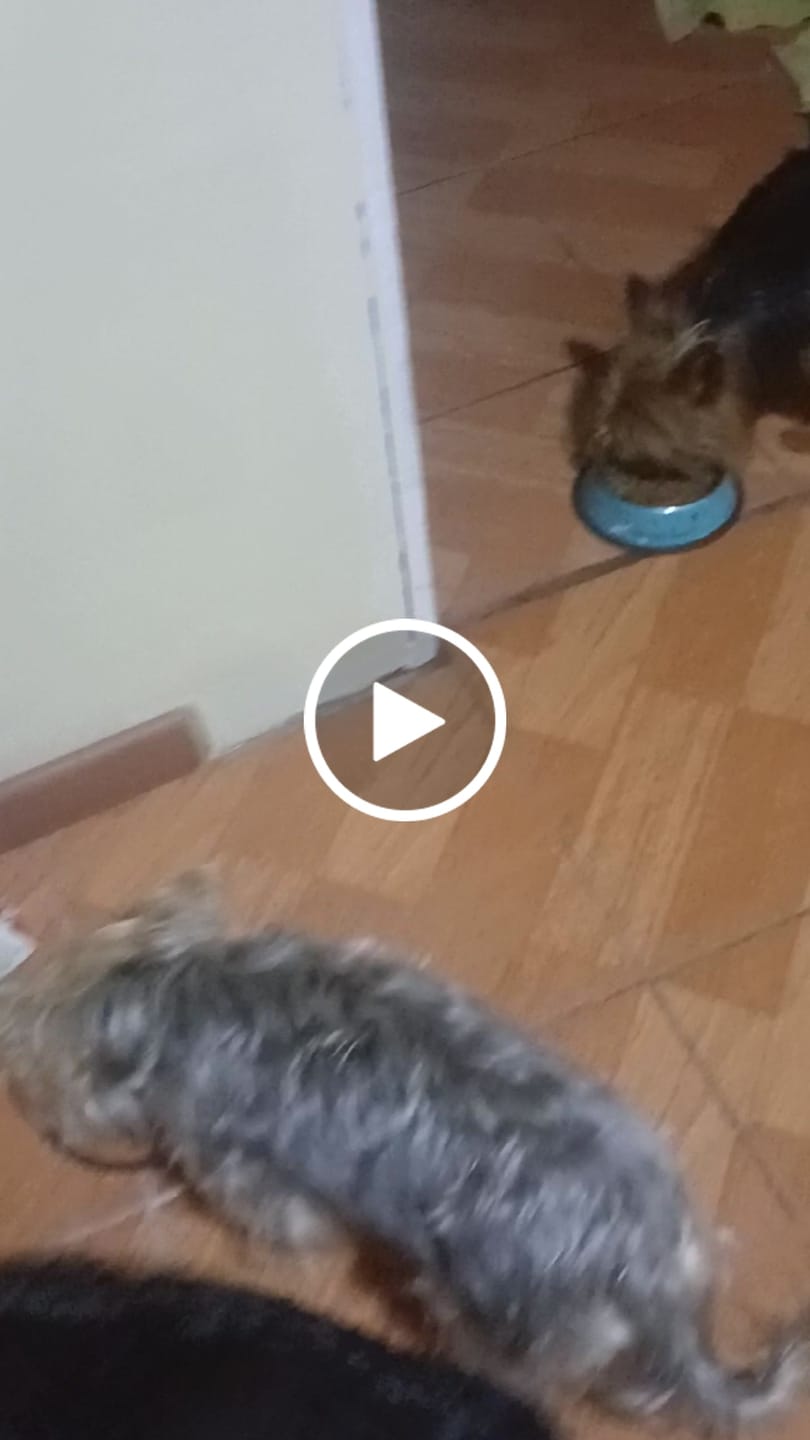 Customer video review of PetFamily Foods Cachorros