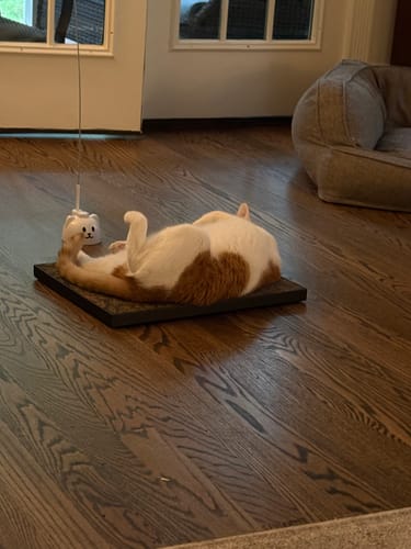 Customer photo review of Strawberry Vine - Luxury Cat Scratching Board