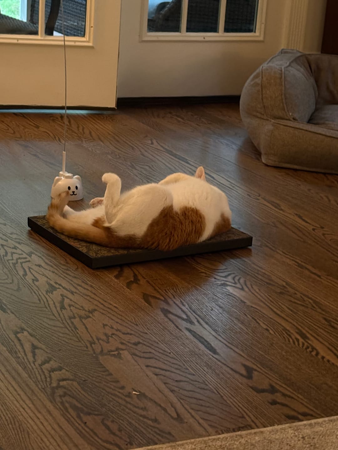 Customer photo review of Strawberry Vine - Luxury Cat Scratching Board
