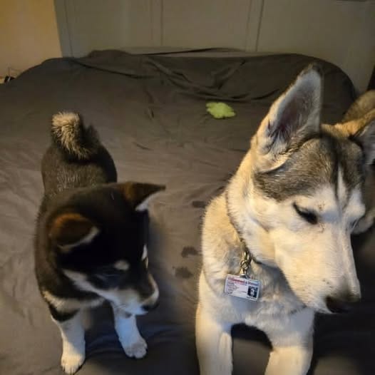 Customer photo review of Simparica TRIO - Triple Protection for Dogs in One Tasty Monthly Chew