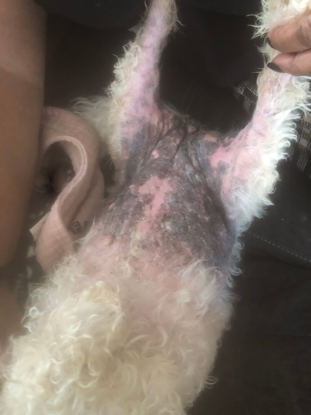 Customer photo review of Natural Canine Care | DoggyMin - Skin & Immune Support for Dogs