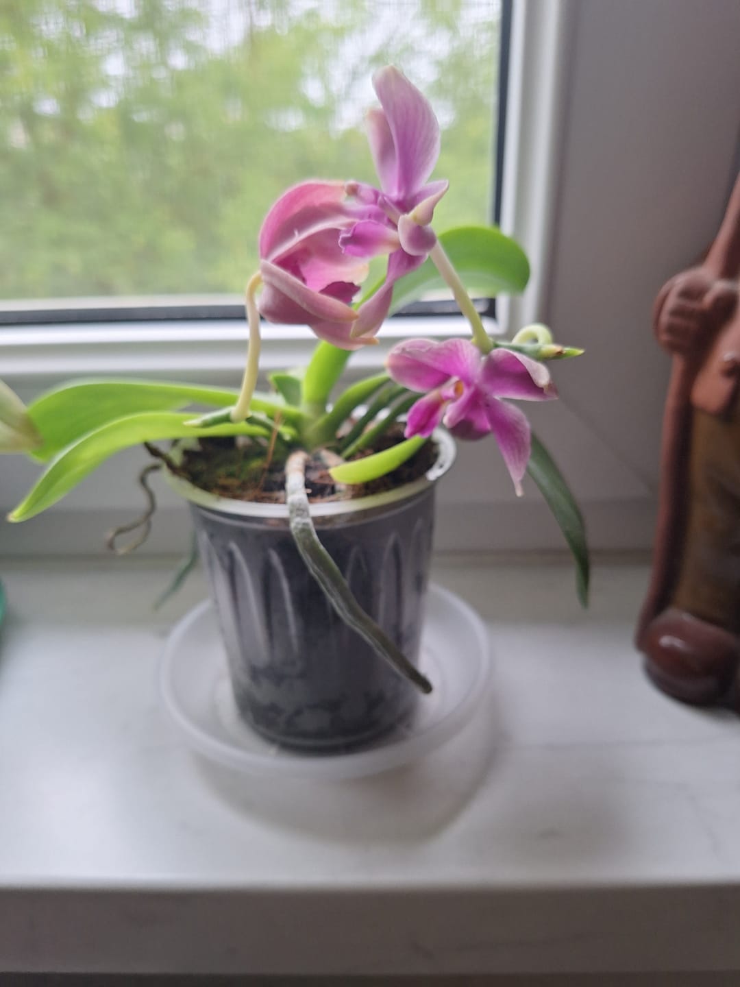 Customer photo review of Bonsai Duftorchidee botanic Love Potion mit lila Blüten und 1 Rispe