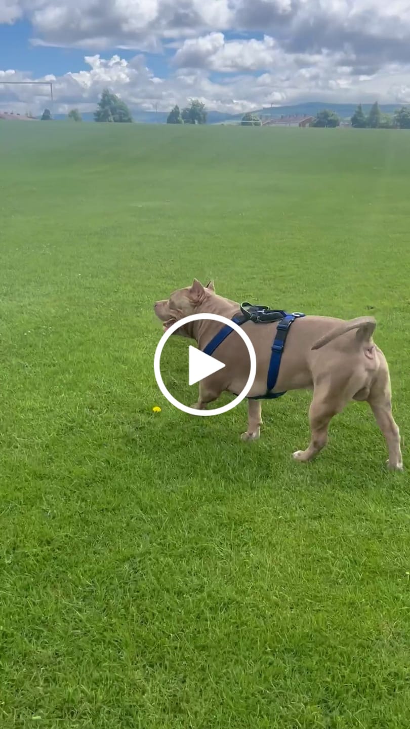 Customer video review of Anti-Pull TRI-Harness® | Training Dog Harness for All Breeds - Blue