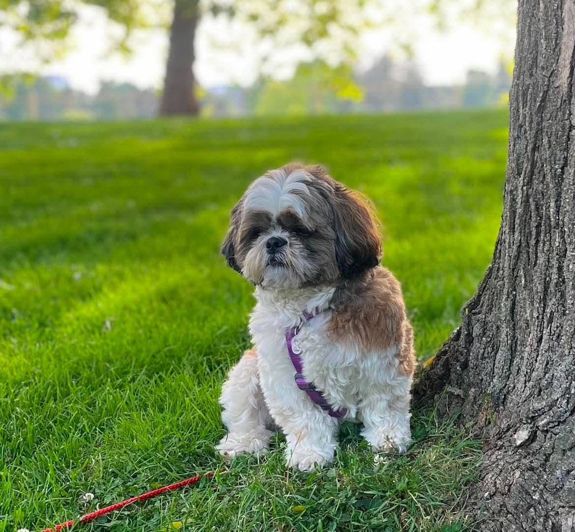 Customer photo review of Pâtée Volaille Fraîche & Légumes (x9) - Chien