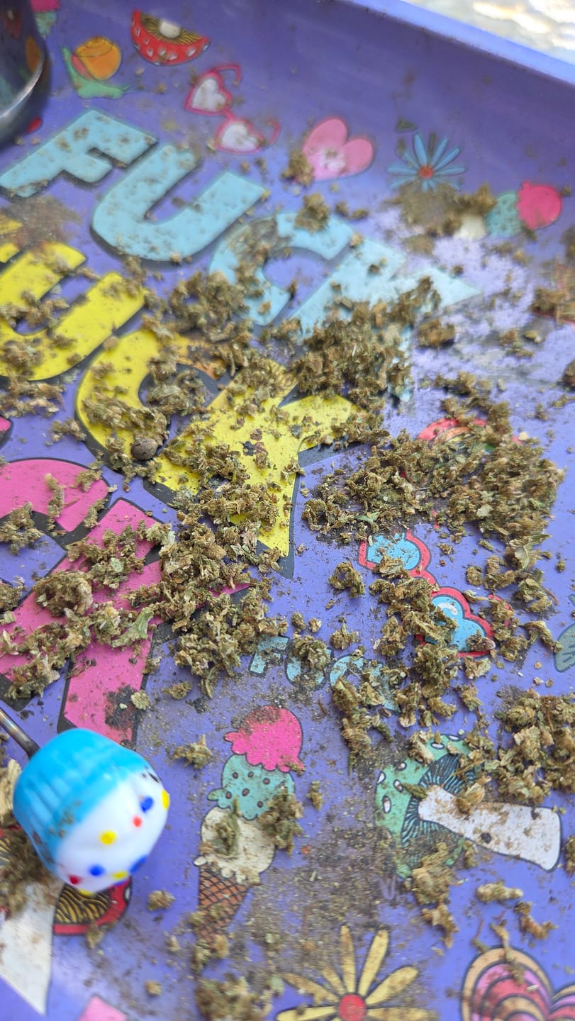 Customer photo review of Purple Kush - Bulk - Indica