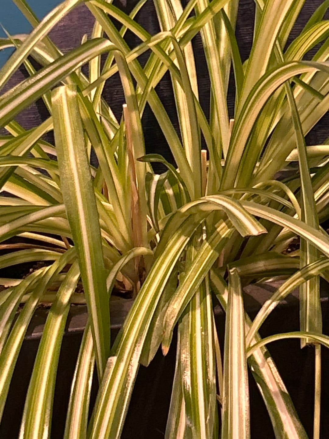 Customer photo review of Houseplant Pest Spray