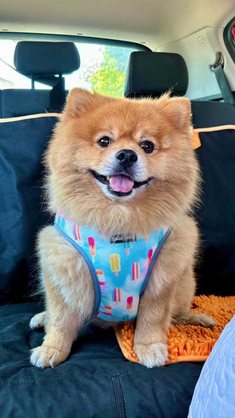 Customer photo review of Dog Cooling Vest - Popsicles
