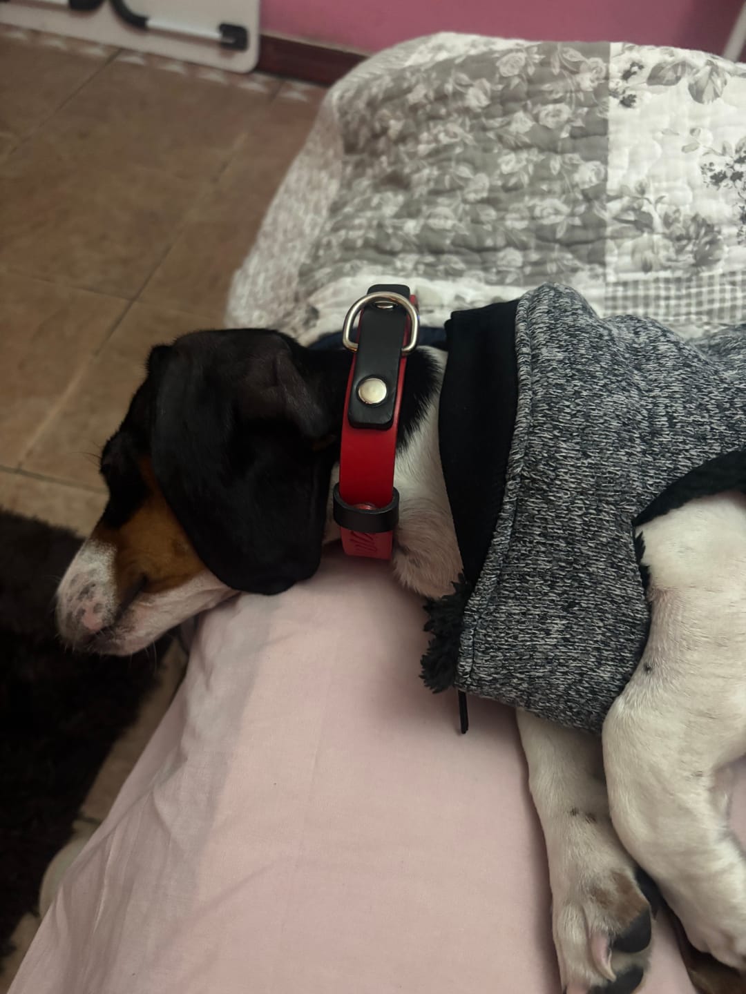 Customer photo review of Collar Duke Rojo/Negro