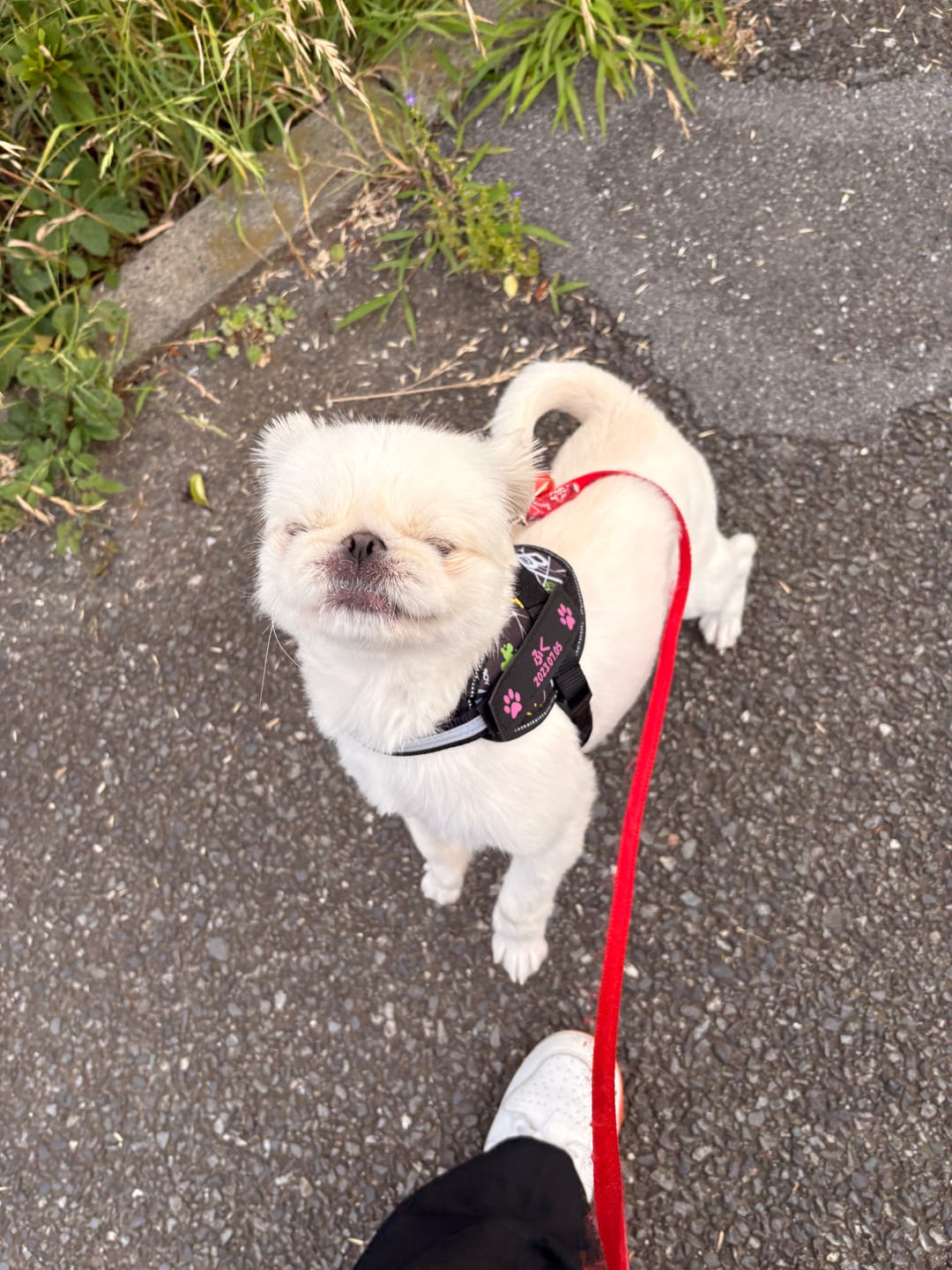 Customer photo review of FunFunPet 高機能ハーネス（お名前タグ作成サービス付き）