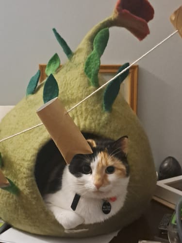 Customer photo review of Cat Cave - Teardrop Leaves