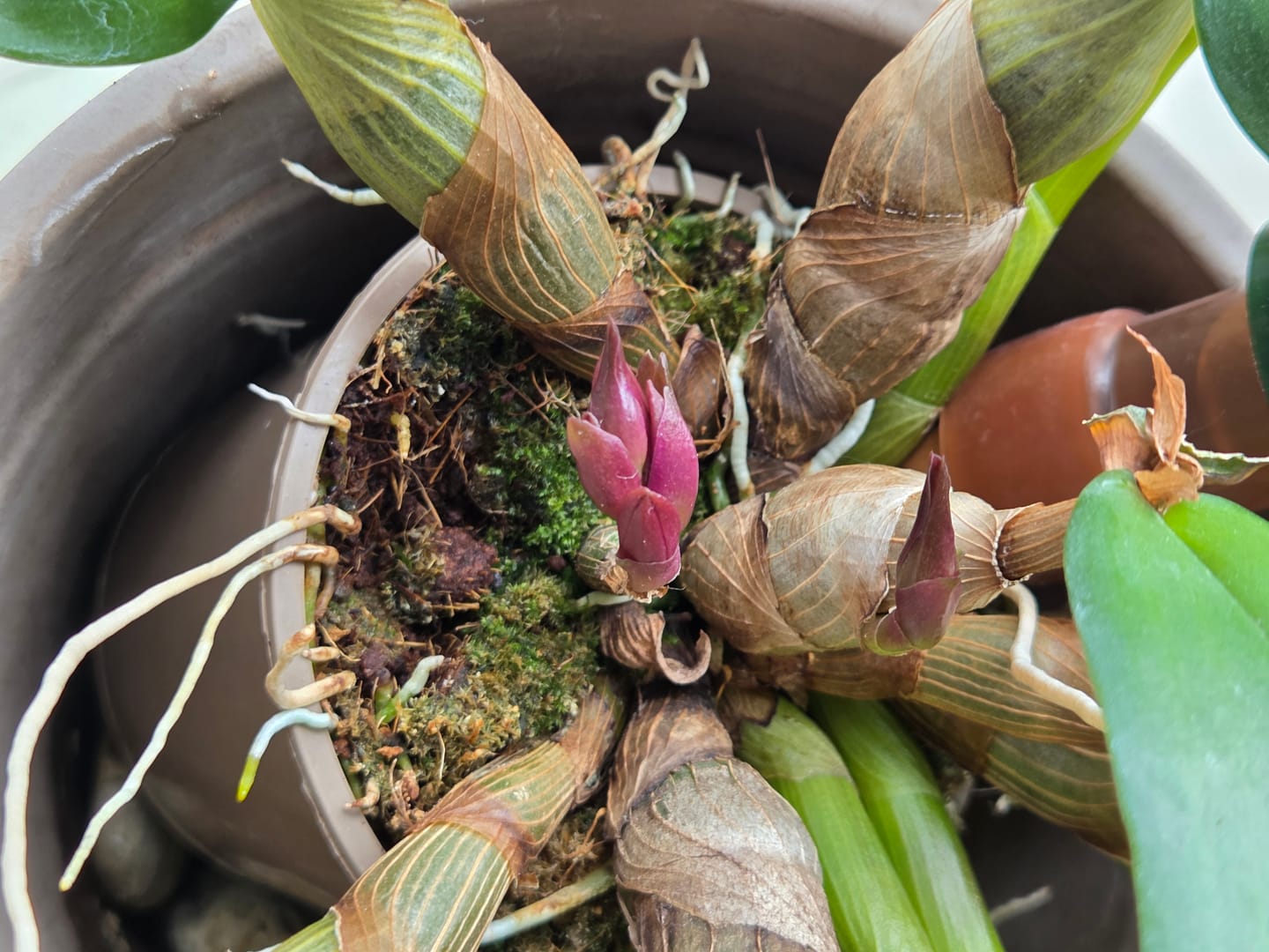 Customer photo review of Dendrobium Hibiki mit pinken Blüten