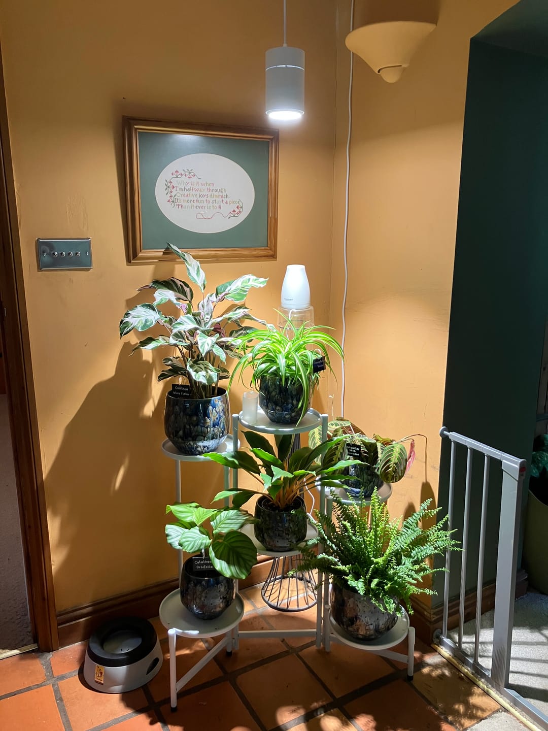 Customer photo review of Claria Grow Light x2 Pack Bundle