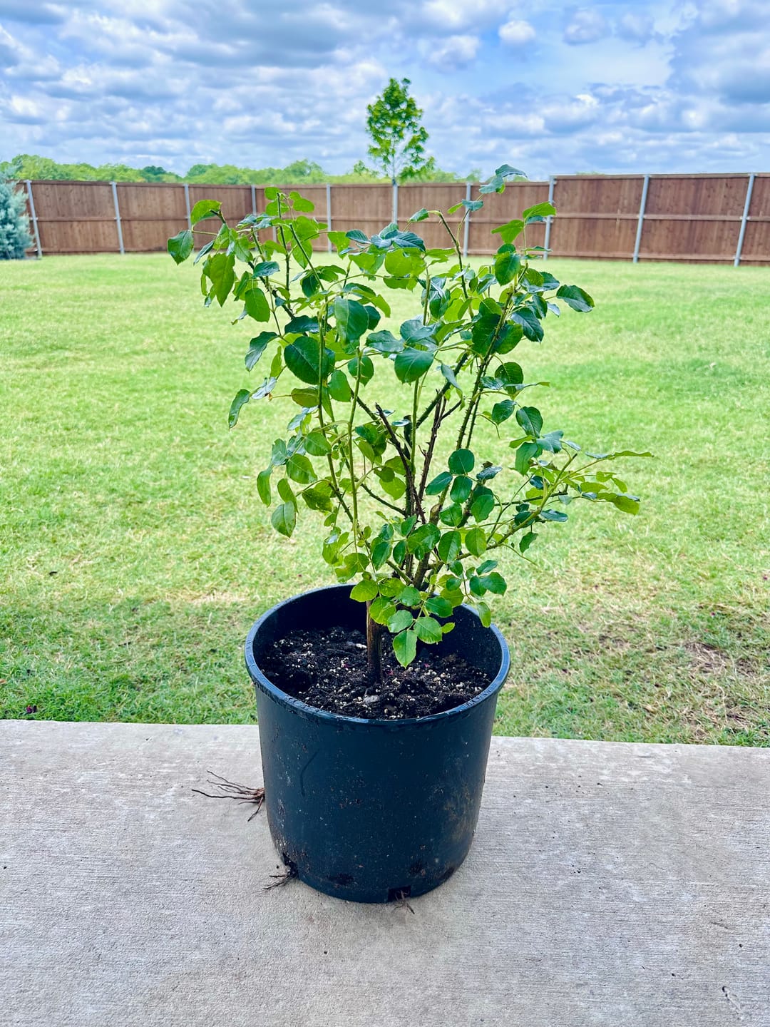 Customer photo review of Munstead Wood® Rose Bush By David Austin® 3 or 5 Gallon
