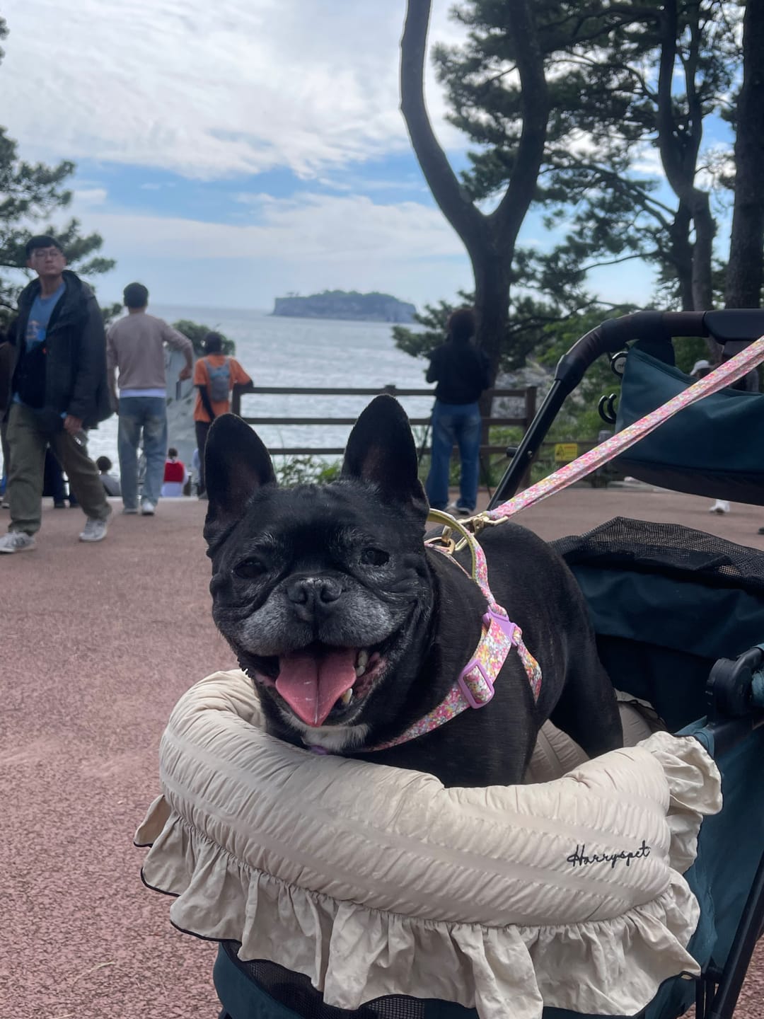 Customer photo review of Gentle Leash Bolt_Flora
