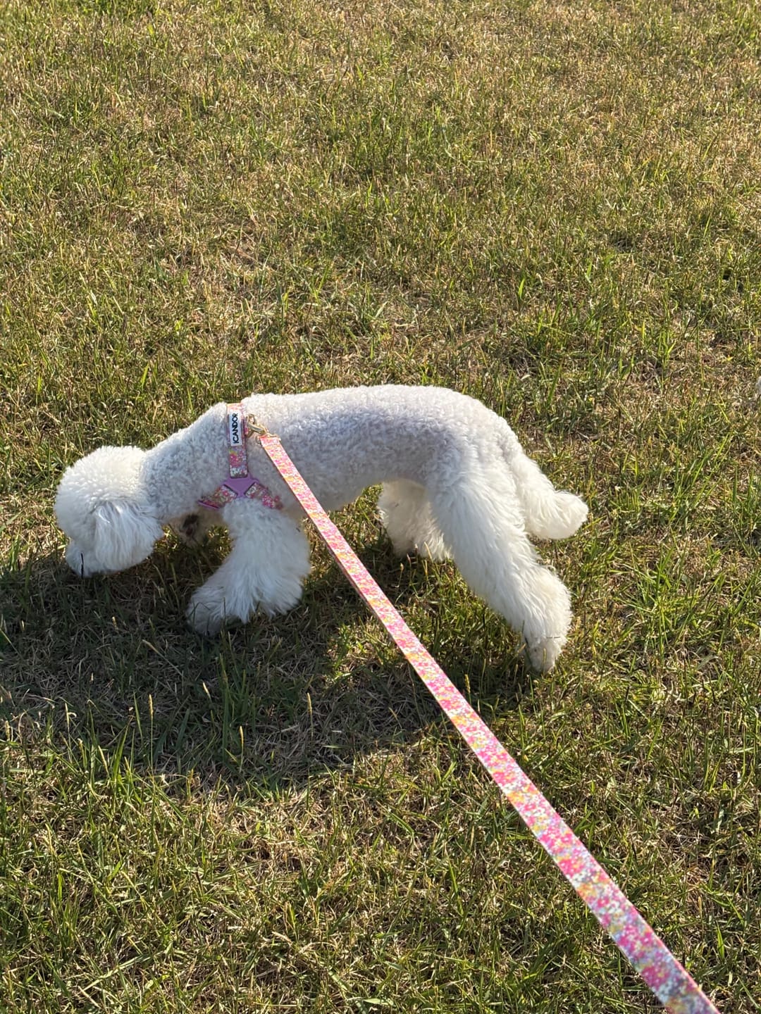 Customer photo review of Gentle Leash_Flora
