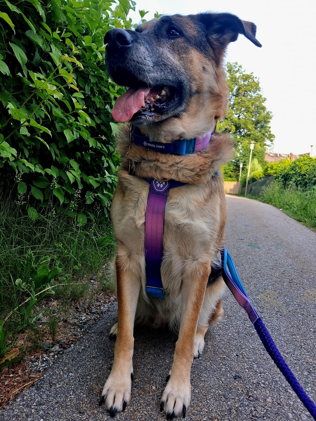 Customer photo review of Comfort Control No-Pull Dog Harness and Multipurpose Leash Set - 90s Retro