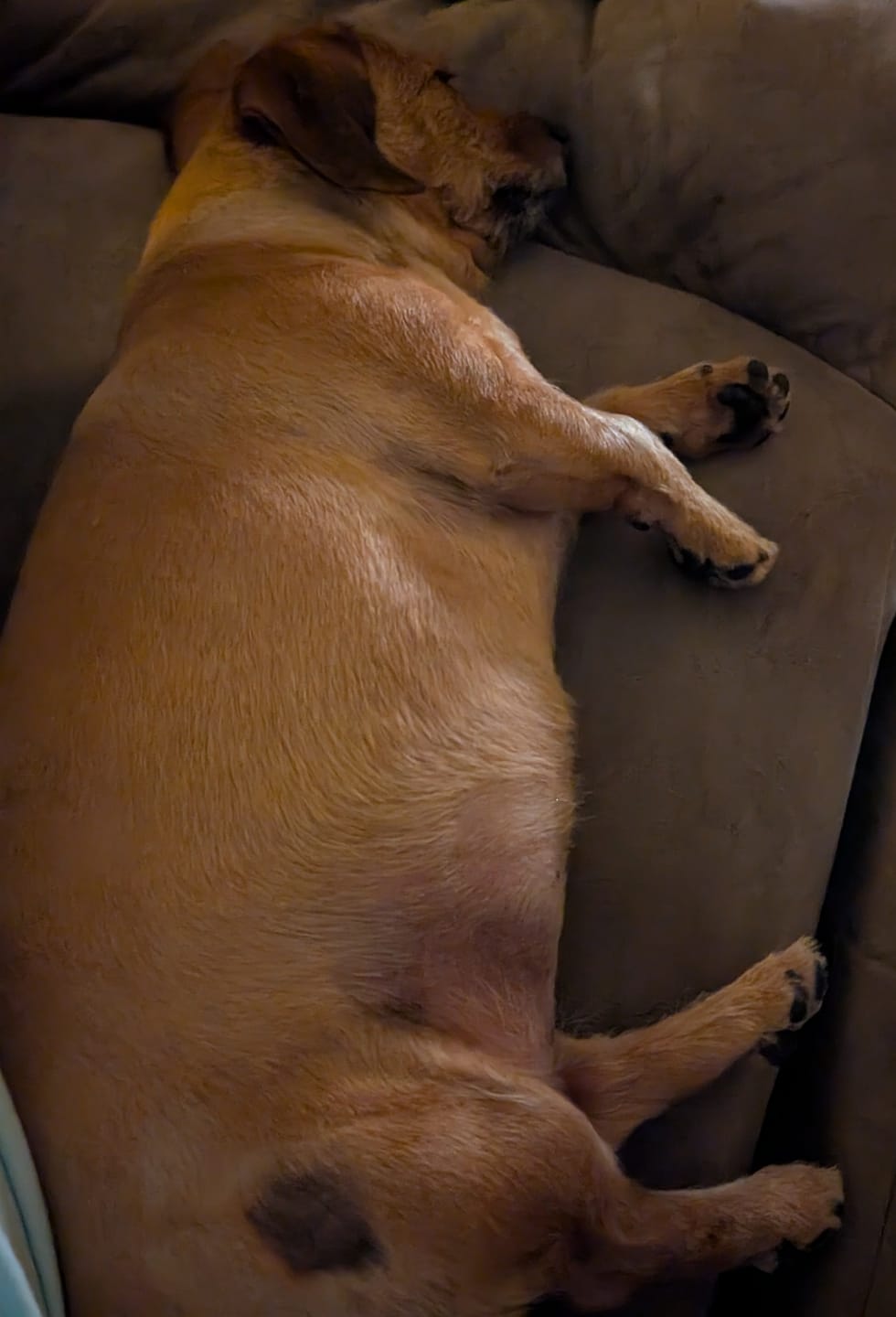Customer photo review of Bark-Less Bites