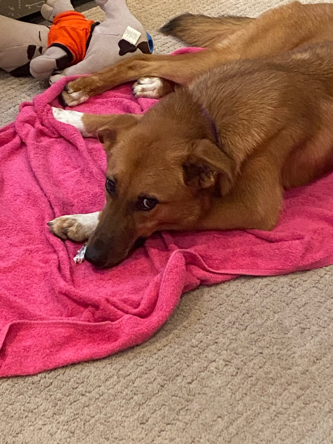 Customer photo review of 12 Inch Standard Bully Stick