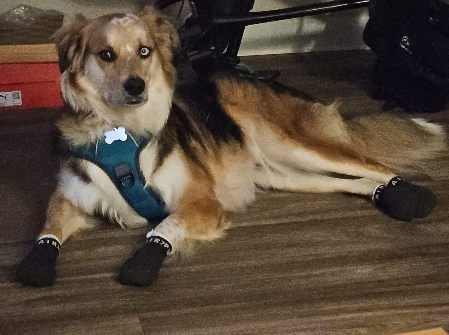 Customer photo review of AIR PUP SPRINTERS - SET OF 4