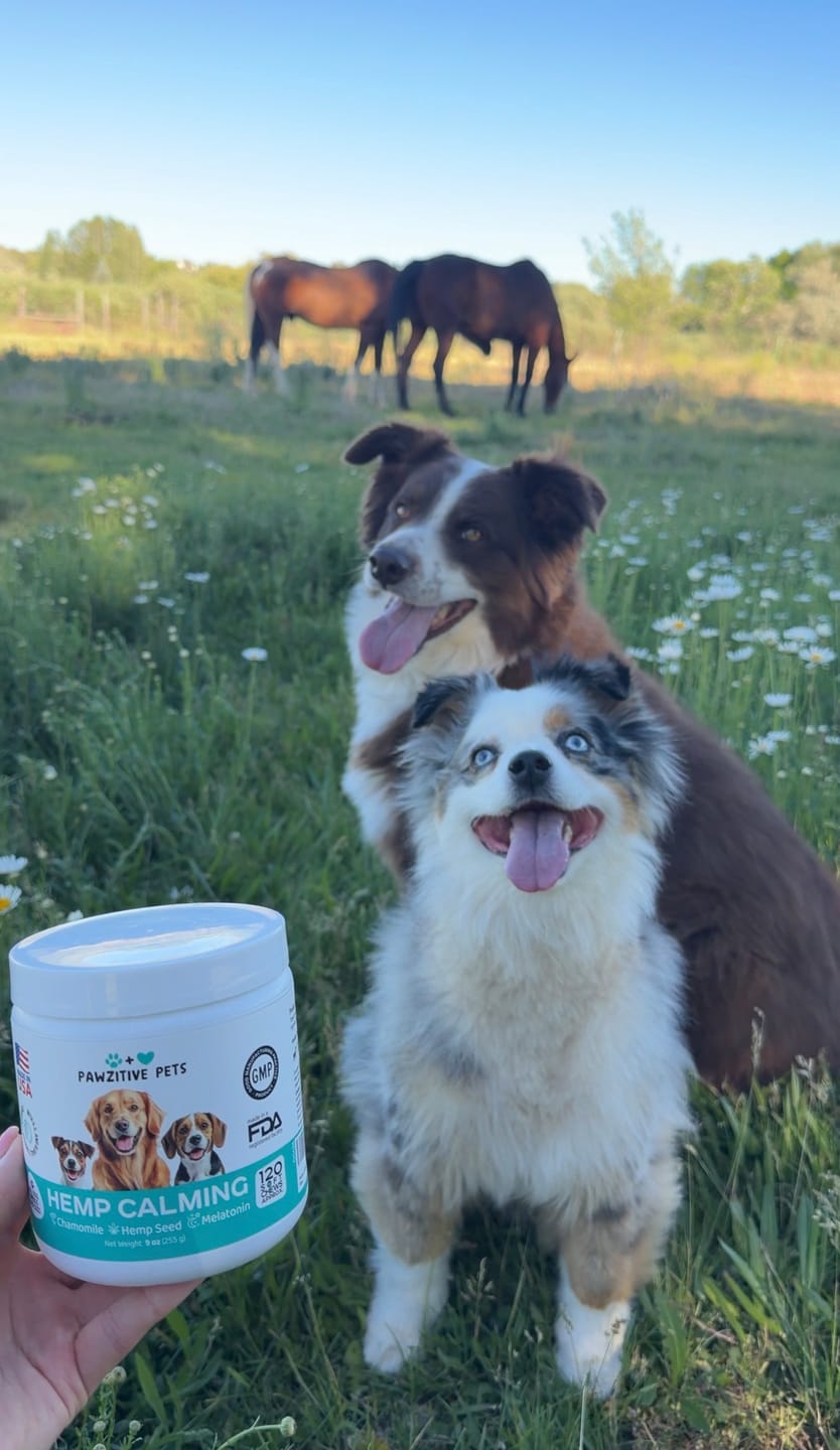 Customer photo review of Hemp Calming Chews for Dogs – 120 Soft Chews