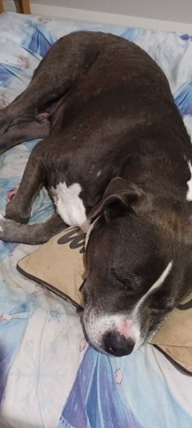 Customer photo review of Bulk Box for Dogs
