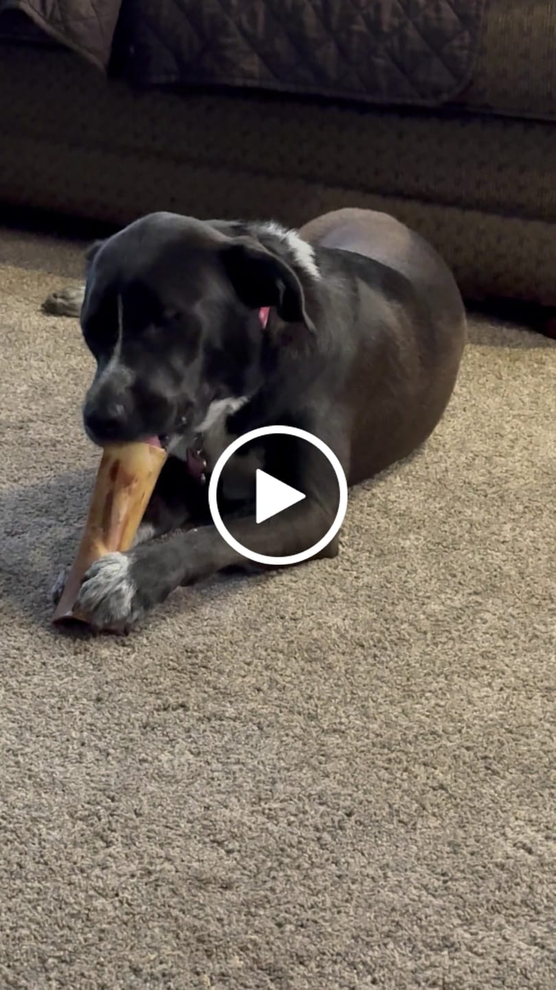 Customer video review of Large Dog Spring Treat Bundle (41+ lbs)