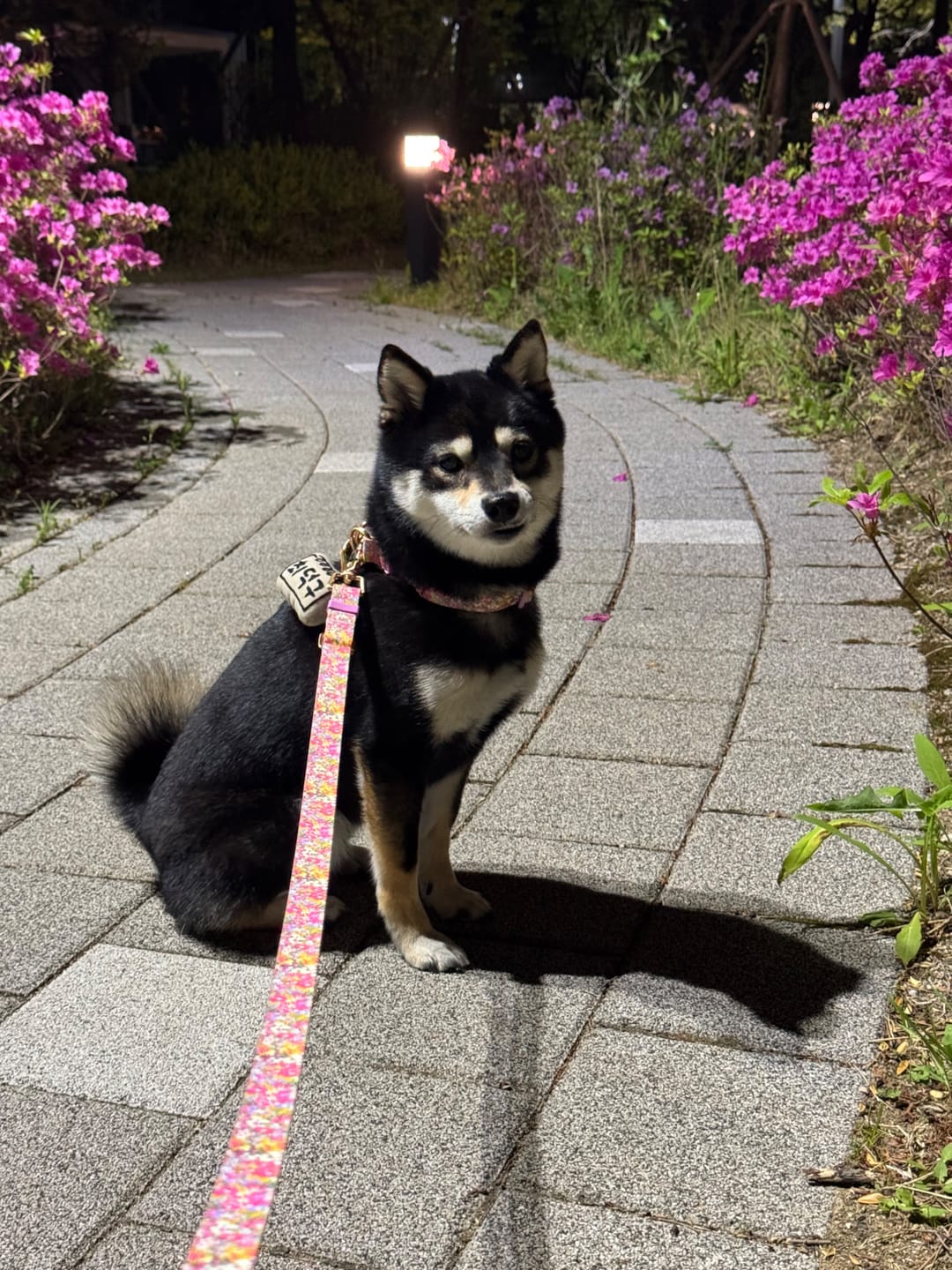 Customer photo review of Gentle Collar Dual_Flora