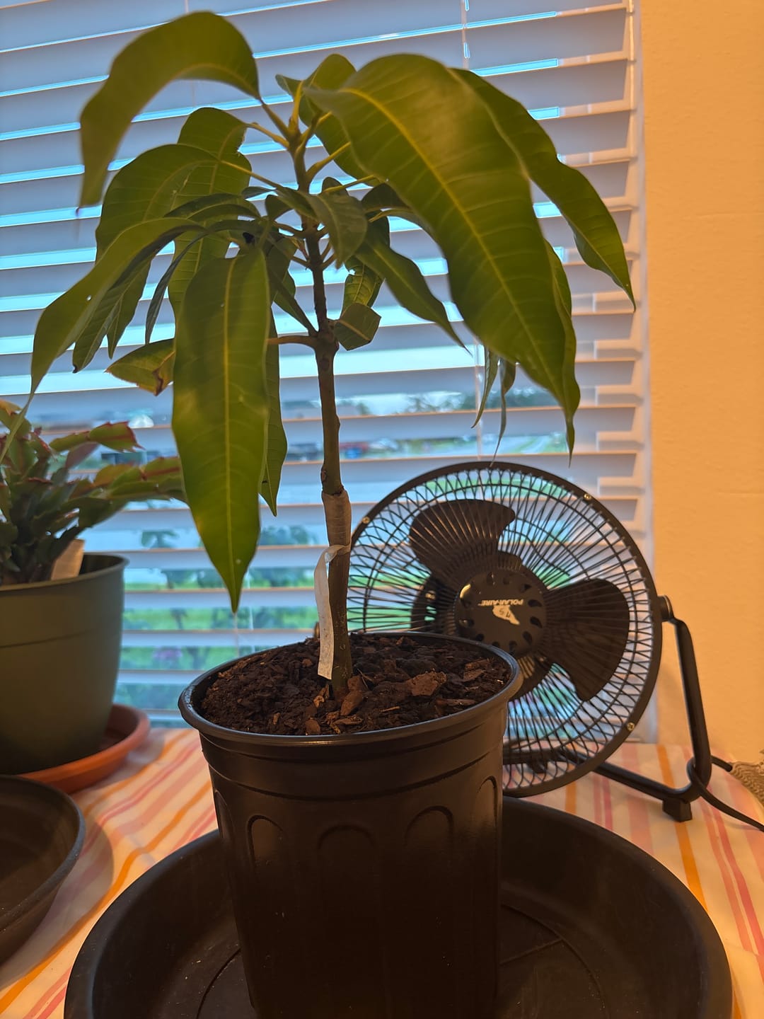 Customer photo review of Carrie (Condo) Mango Grafted Will Fruit In 1-2 Years Plant (12ish+ inches)