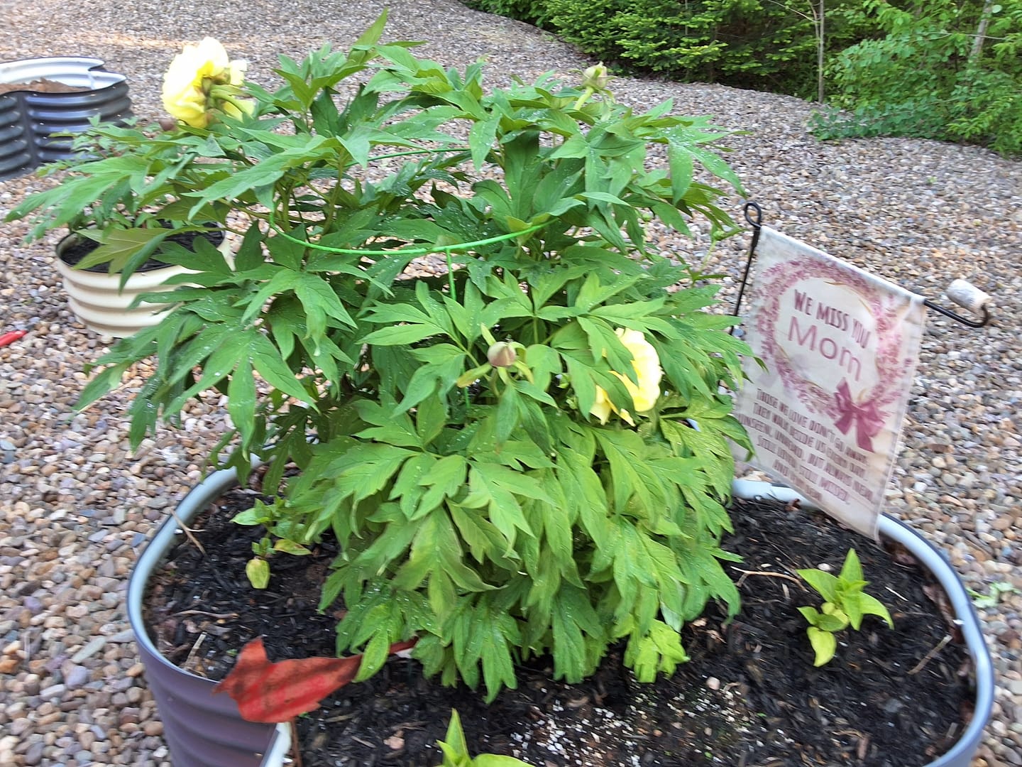 Customer photo review of 17" Tall Four Leaf Clover