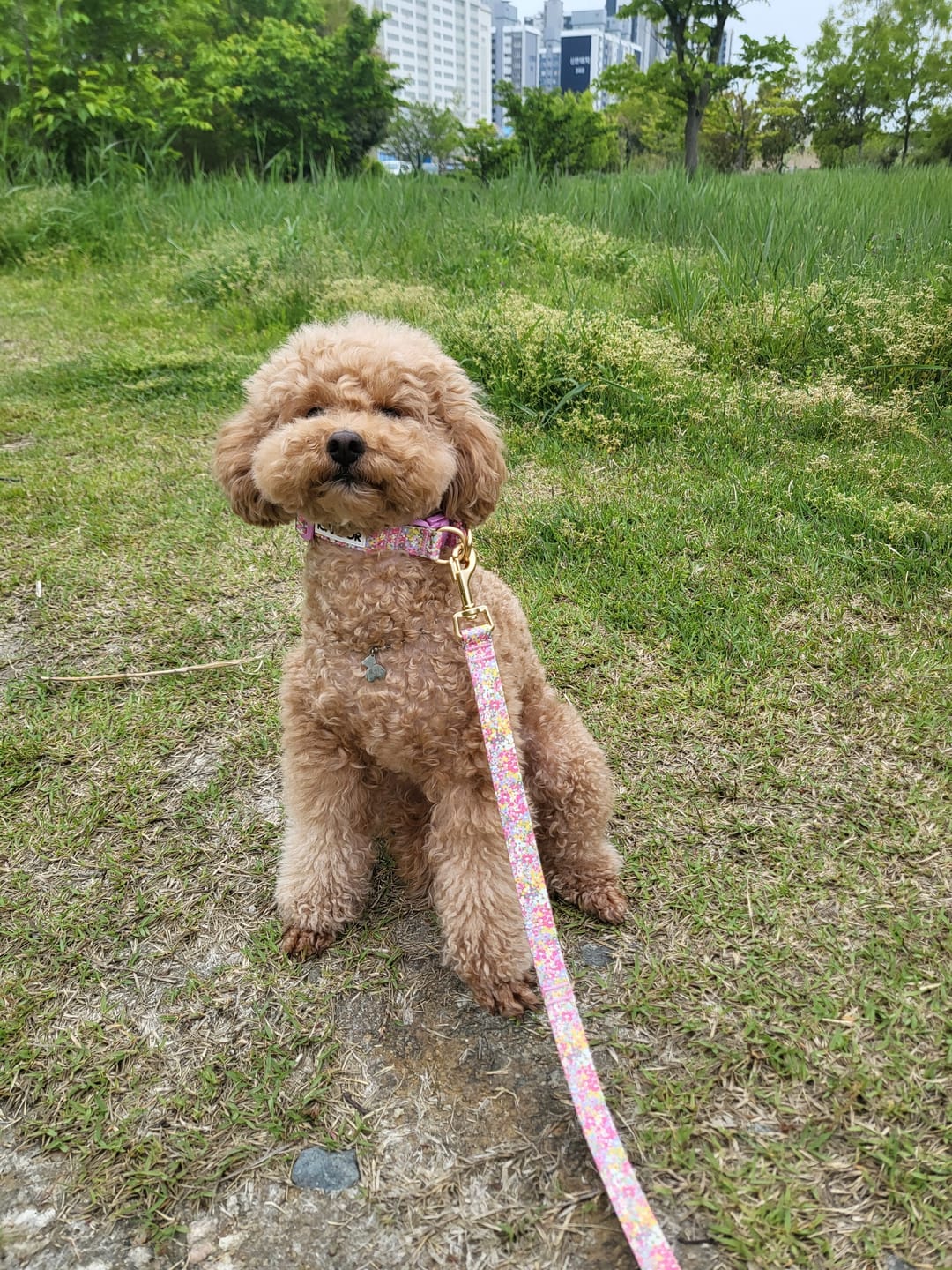 Customer photo review of Gentle Collar Dual_Flora