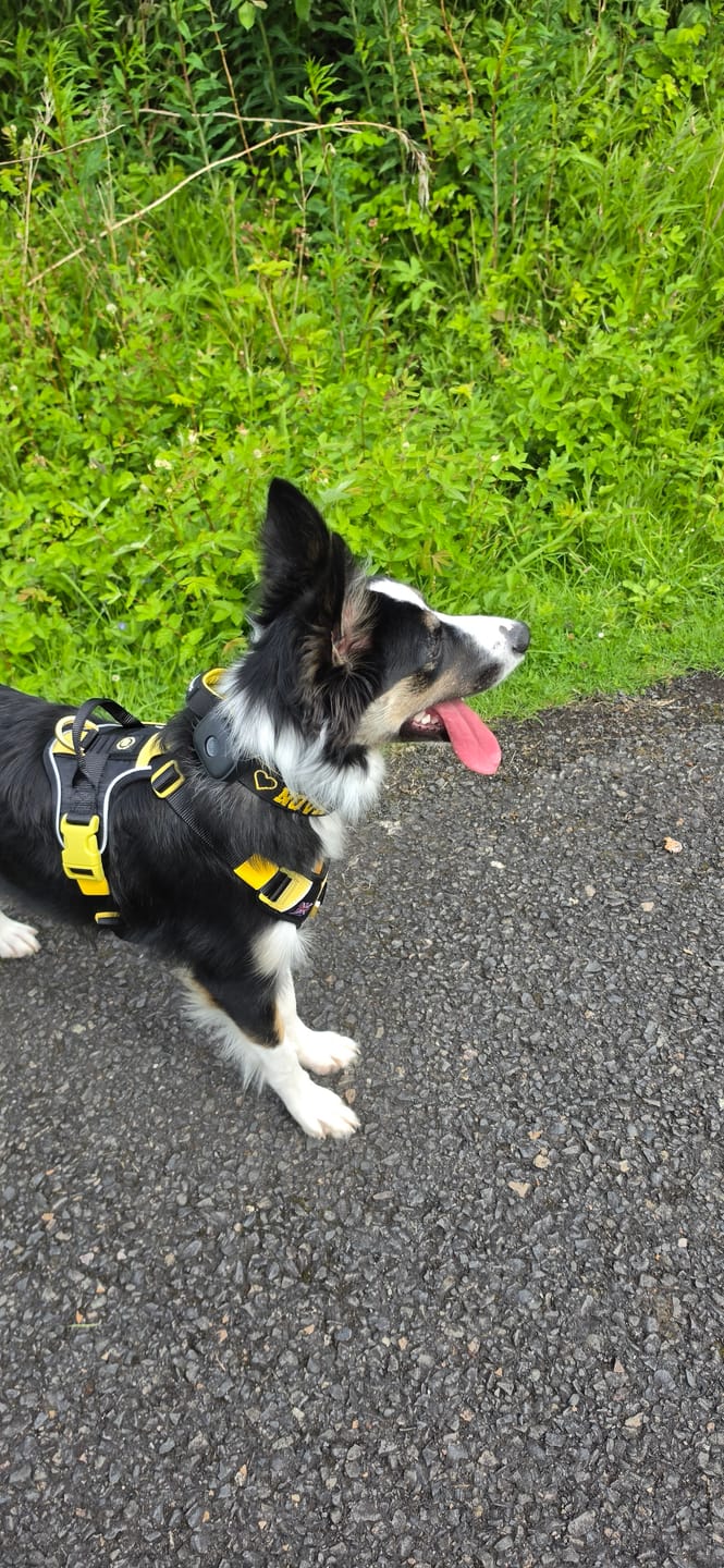 Customer photo review of Anti Pull Hurricane Harness Lighter | With Handle - Black X Yellow