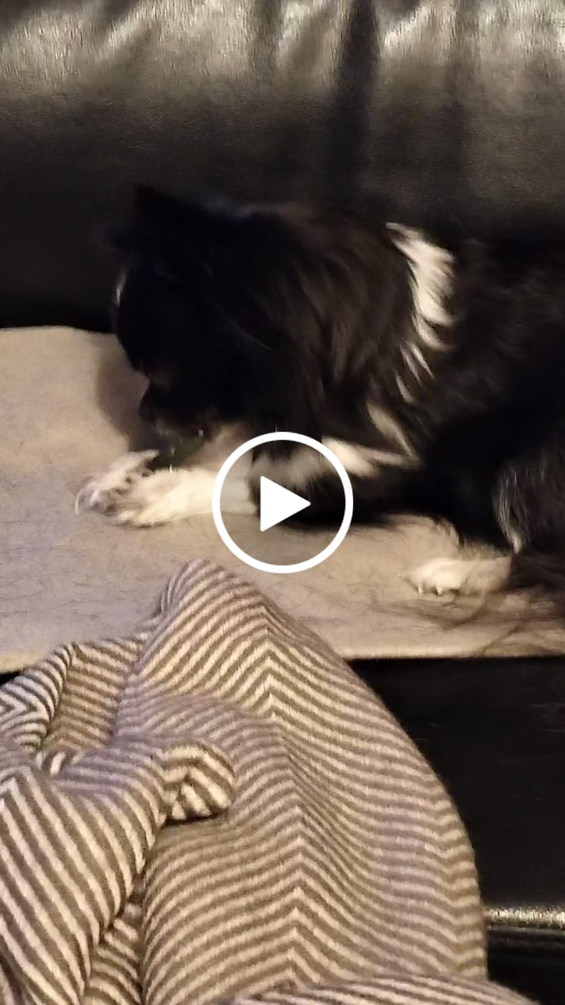 Customer video review of Truly - Tandrensende godbidder med Bøf smag