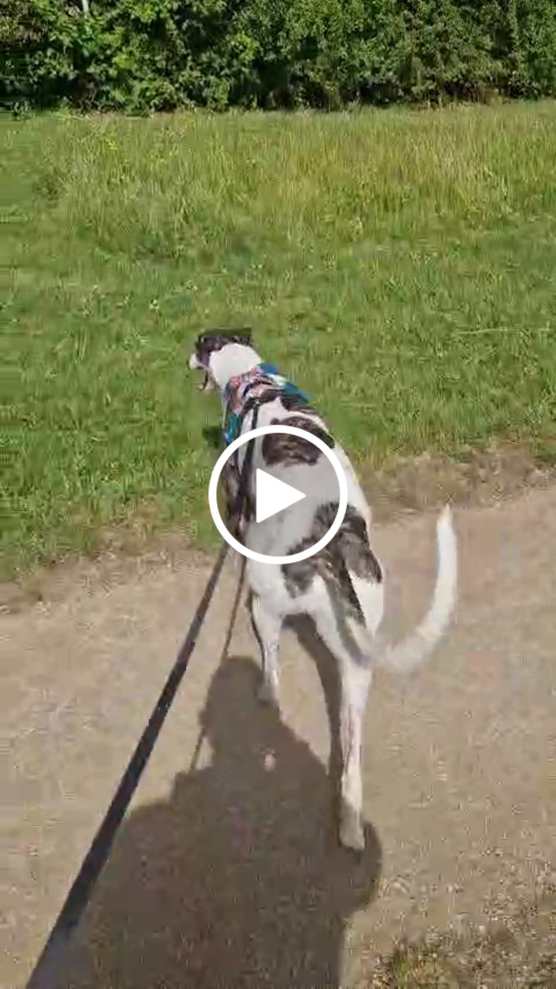 Customer video review of Horizon Harness