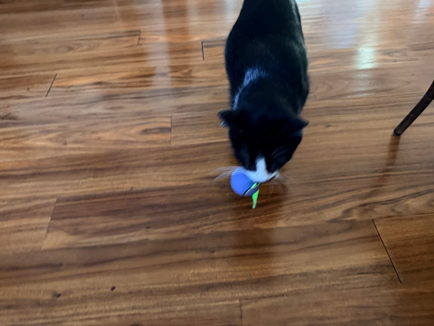 Customer photo review of SPEEDY TAIL 2.0