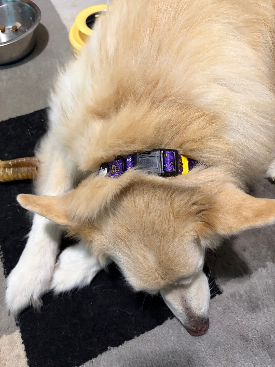 Customer photo review of Anxious mess harness