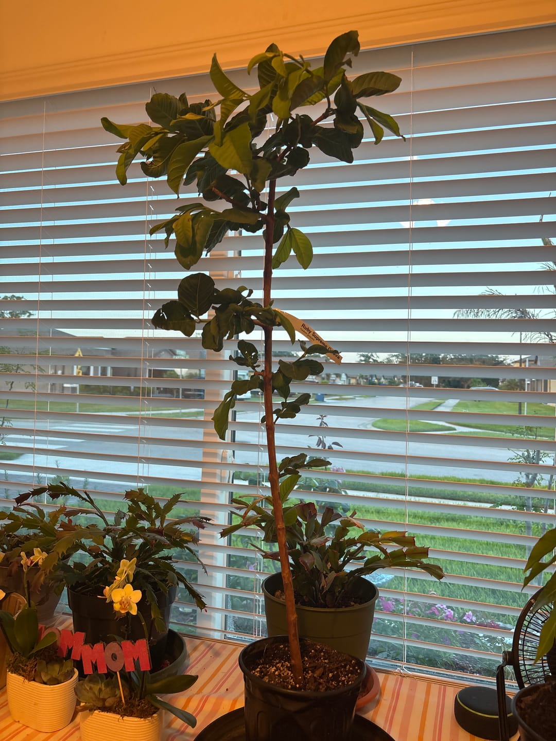 Customer photo review of Ruby Supreme Grafted Guava Plant
