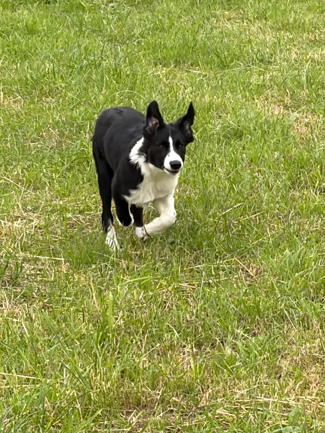 Customer photo review of Zpray für Hunde und Menschen gegen Zecken, Flöhe, Milben & Mücken