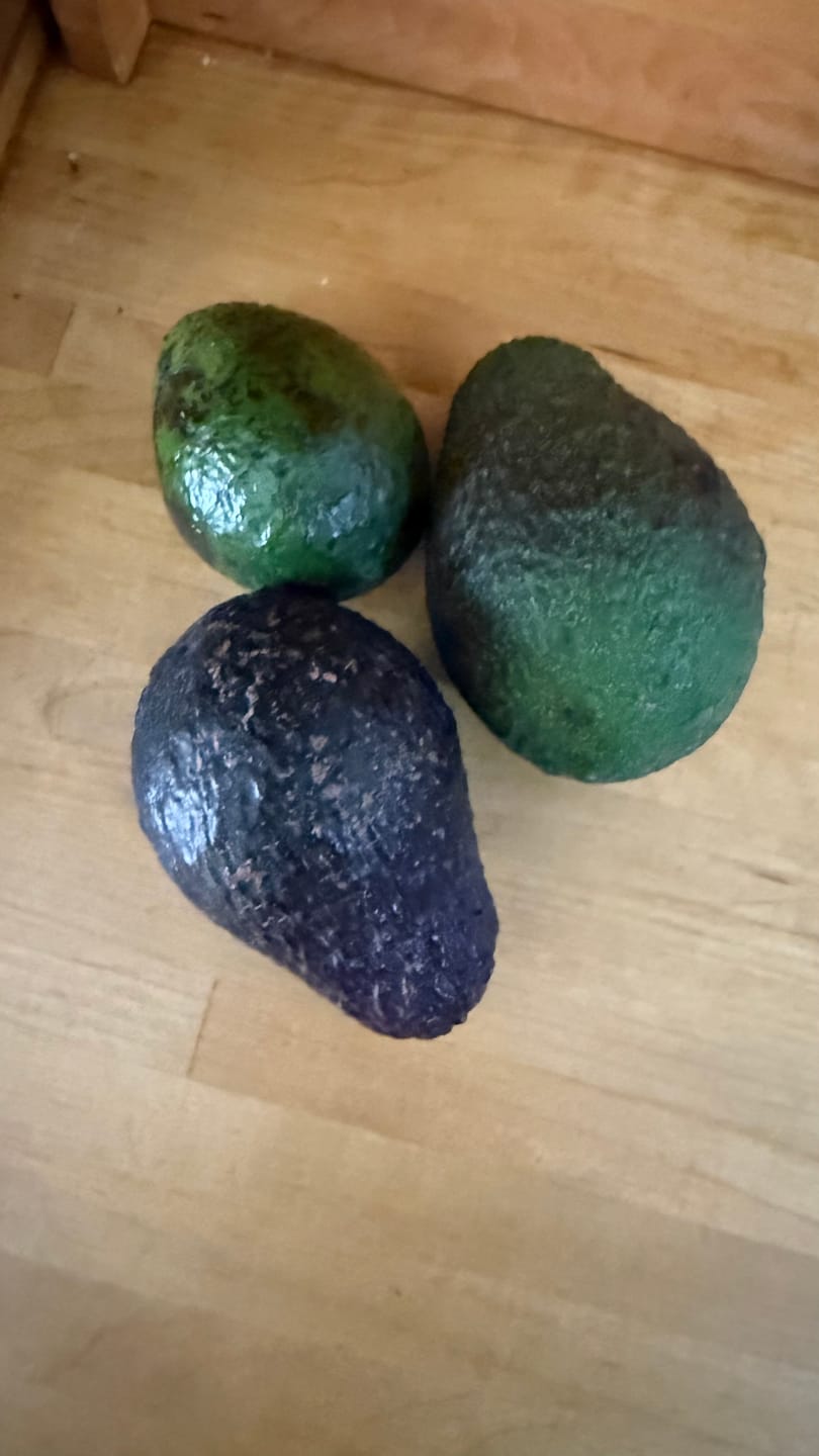 Customer photo review of Avocado Hass Bio 13 Monate baumgereift von Julian
