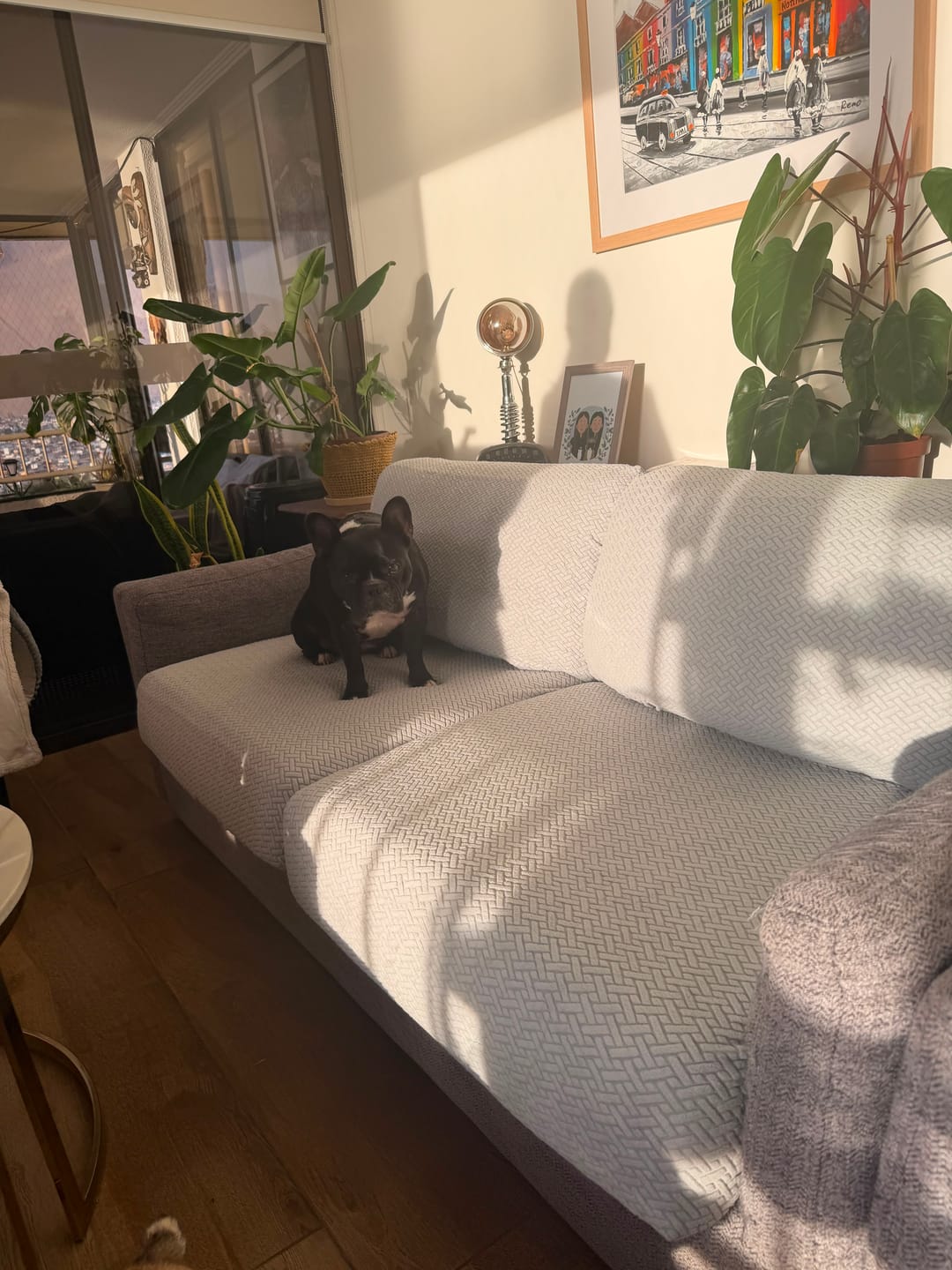Customer photo review of Funda Mágica Sofá —  Renueva tu sofá en 2 minutos