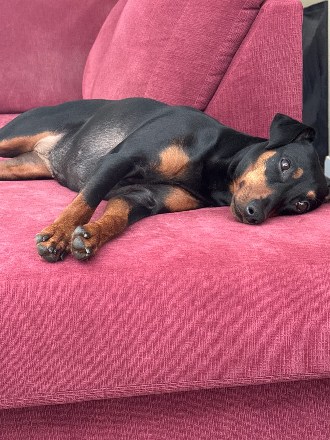 Customer photo review of 6 Inch Standard Bully Stick