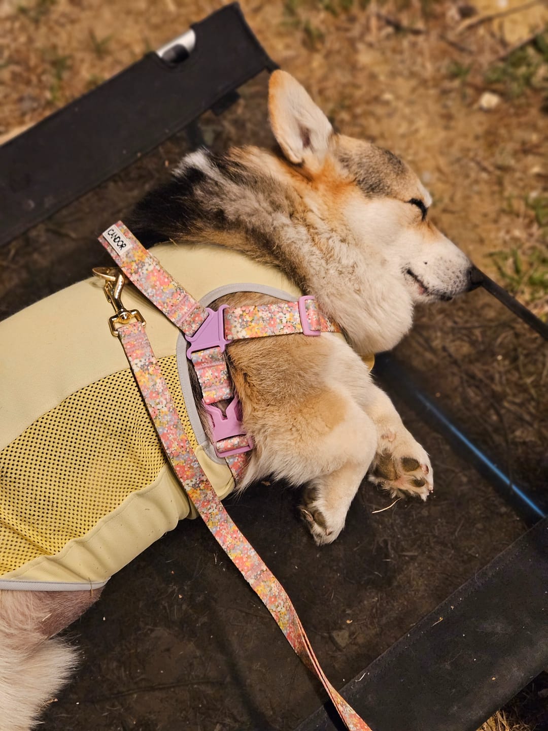 Customer photo review of Gentle Leash_Flora