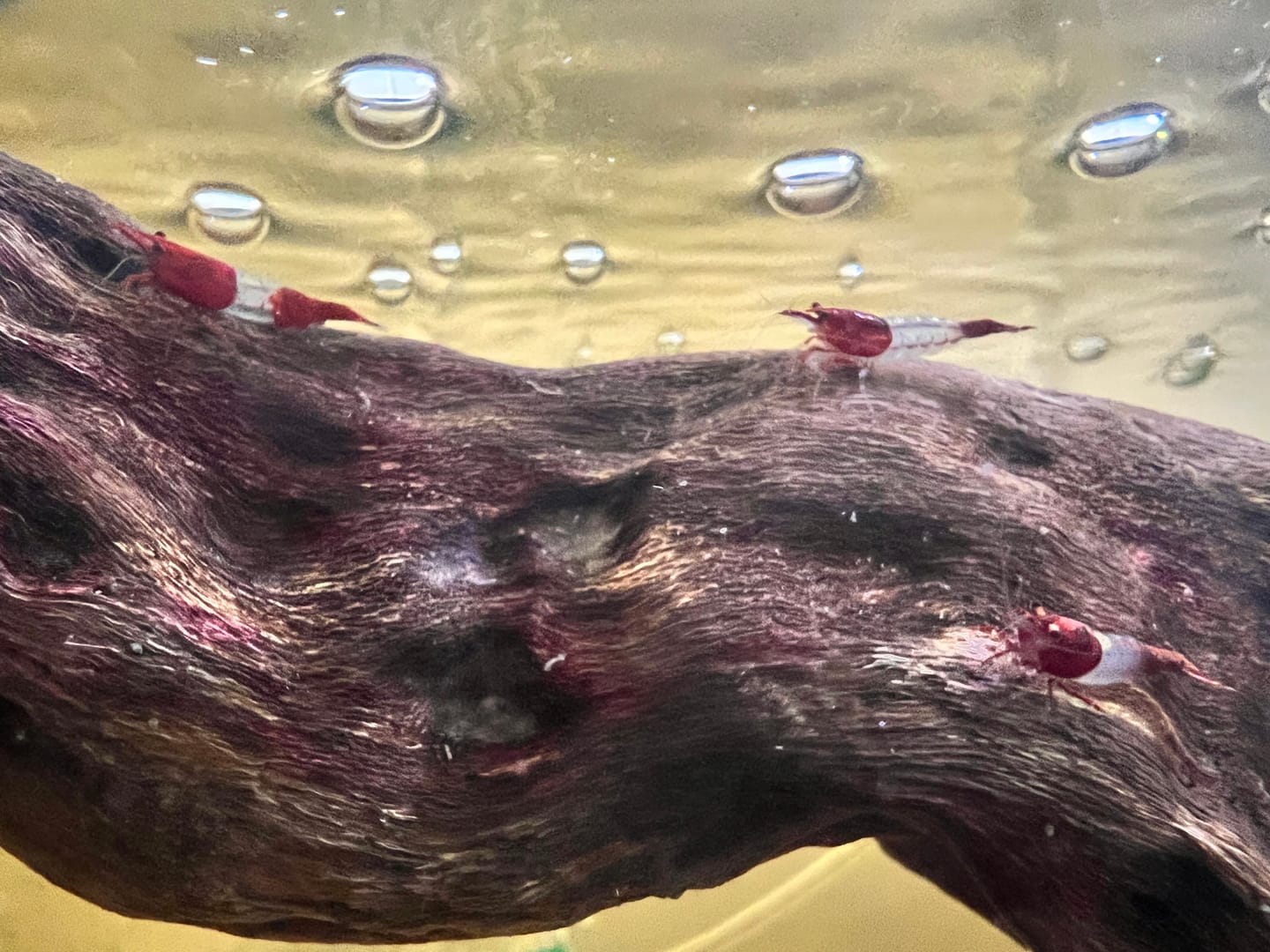 Customer photo review of Red Rili Shrimp