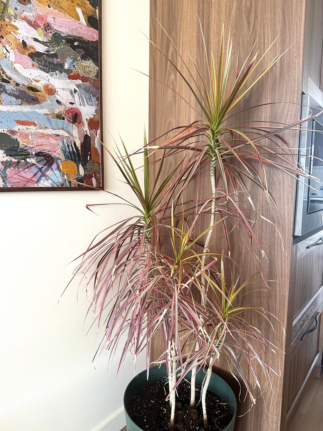 Customer photo review of Kelpy Food for Plants