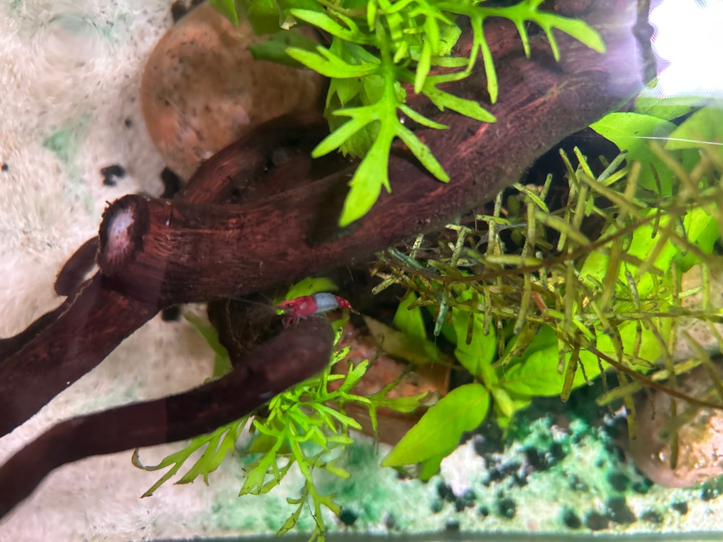 Customer photo review of Red Rili Shrimp