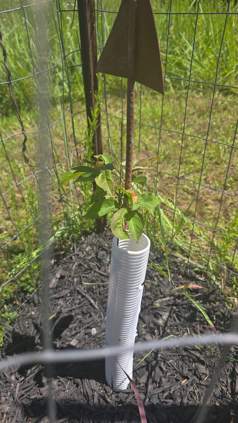 Customer photo review of American Persimmon